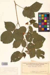 Ежевика несская, Куманика Hall, Восточная Европа, Волжско-Камский район (E7) (Россия)