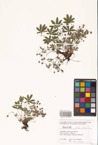 Лапчатка оттопырено-пушистая, Лапчатка поникшая Waldst. & Kit., Восточная Европа, Западно-Украинский район (E13) (Украина)