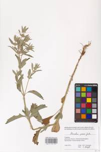 MHA 0 155 553, Шандра чужеземная L., Восточная Европа, Южно-Украинский район (E12) (Украина)