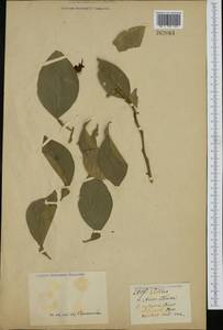 Citrus ×aurantium L., Зарубежная Азия (ASIA) (Неизвестно)
