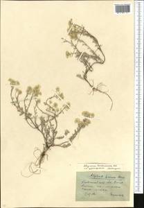Odontarrhena tortuosa subsp. tortuosa, Средняя Азия и Казахстан, Северный и Центральный Казахстан (M10) (Казахстан)