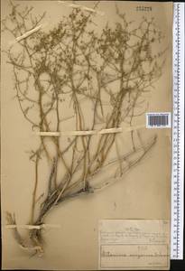 Полынь джунгарская Schrenk, Средняя Азия и Казахстан, Муюнкумы, Прибалхашье и Бетпак-Дала (M9) (Казахстан)