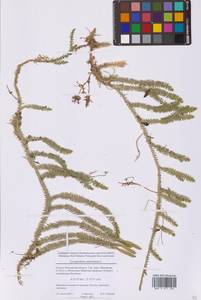 Spinulum annotinum subsp. annotinum, Восточная Европа, Московская область и Москва (E4a) (Россия)