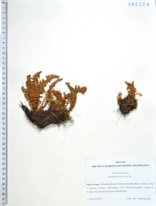 Вудсия эльбская (L.) R.Br., Сибирь, Дальний Восток (S6) (Россия)