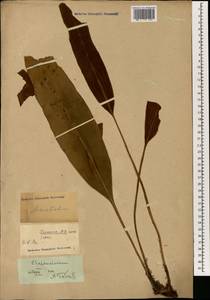 Elaphoglossum, Зарубежная Азия (ASIA) (Индонезия)