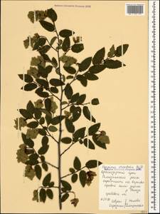 Граб восточный, Грабинник Mill., Кавказ, Черноморское побережье (от Новороссийска до Адлера) (K3) (Россия)