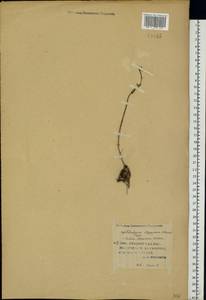 Hylotelephium maximum subsp. ruprechtii (Jalas) Dostál, Восточная Европа, Нижневолжский район (E9) (Россия)