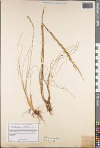 Триостренник болотный L., Восточная Европа, Северо-Западный район (E2) (Россия)