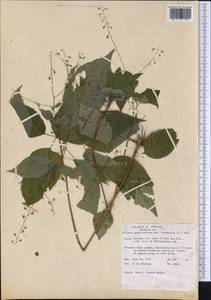 Circaea canadensis subsp. quadrisulcata (Maxim.) Boufford, Америка (AMER) (США)
