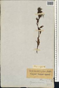 Pelargonium scabrum (L.) L'Hér., Африка (AFR) (ЮАР)