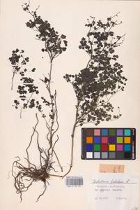 Василисник вонючий L., Восточная Европа, Восточный район (E10) (Россия)