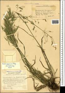 Костер японский Houtt., Кавказ, Армения (K5) (Армения)