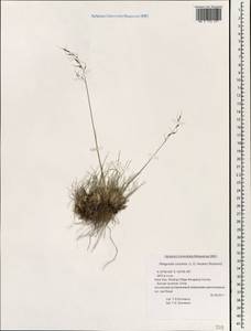 Ptilagrostis concinna (Hook.f.) Roshev., Зарубежная Азия (ASIA) (КНР)