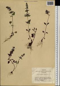 Змееголовник поникший L., Сибирь, Алтай и Саяны (S2) (Россия)