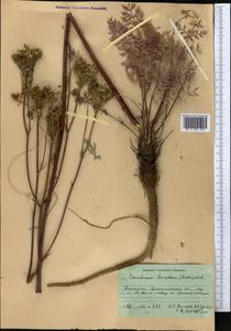 Китагавия байкальская (Redowsky ex Willd.) Pimenov, Средняя Азия и Казахстан, Муюнкумы, Прибалхашье и Бетпак-Дала (M9) (Казахстан)