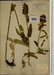 Stachys macrostachys (Wender.) Briq., Кавказ (без точных местонахождений) (K0)