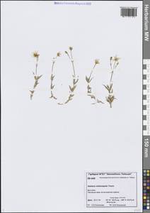 Звездчатка длинночерешковая, Сибирь, Центральная Сибирь (S3) (Россия)