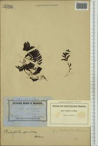 Halophila spinulosa (R.Br.) Asch., Австралия и Океания (AUSTR) (Австралия)