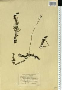 Utricularia ×australis R. Br., Восточная Европа, Центральный район (E4) (Россия)