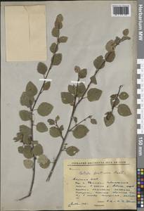 Береза кустарниковая Pall., Сибирь, Якутия (S5) (Россия)