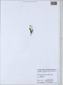 Шерлерия арктическая (Stev. ex Ser.) comb. ined., Сибирь, Центральная Сибирь (S3) (Россия)