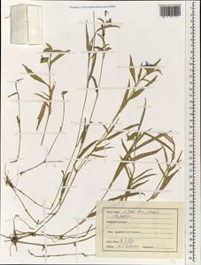 Коммелина, Зарубежная Азия (ASIA) (Индия)