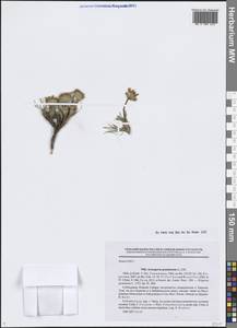 Арктогерон злаковидный (L.) DC., Сибирь, Прибайкалье и Забайкалье (S4) (Россия)