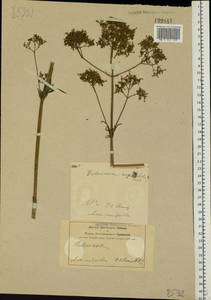 Valeriana pratensis subsp. angustifolia (Soó) Kirschner, Buttler & Hand, Восточная Европа, Центральный лесостепной район (E6) (Россия)