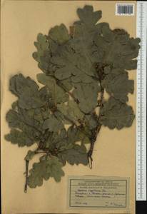 Дуб пушистый Willd. , nom. cons., Западная Европа (EUR) (Болгария)