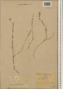 Cynanchica biebersteinii (V.I.Krecz.) P.Caputo & Del Guacchio, Кавказ, Краснодарский край и Адыгея (K1a) (Россия)