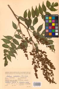 Рябинник рябинолистный (L.) A.Braun, Восточная Европа, Западный район (E3) (Россия)