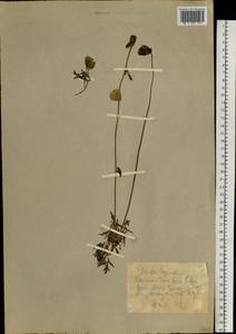Oreomecon radicatum subsp. radicatum, Восточная Европа, Северный район (E1) (Россия)