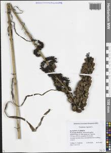 Чемерица черная L., Восточная Европа, Центральный район (E4) (Россия)