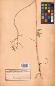 Пастернак посевной L., Восточная Европа, Московская область и Москва (E4a) (Россия)