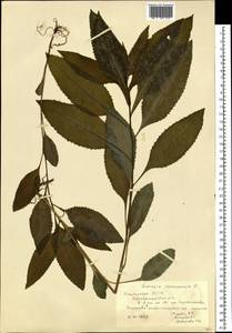 Крестовник дубравный L., Восточная Европа, Восточный район (E10) (Россия)