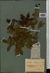 Бирючина обыкновенная L., Кавказ, Азербайджан (K6) (Азербайджан)