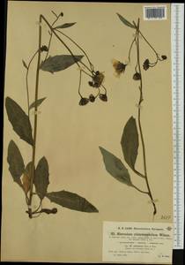 Hieracium chlorocephalum subsp. adustum Zahn & Benz, Западная Европа (EUR) (Словения)