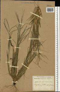 Росичка обыкновенная (Schreb.) Muhl., Восточная Европа, Центральный лесостепной район (E6) (Россия)