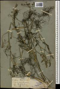 Anethum foeniculum L., Кавказ, Грузия (K4) (Грузия)