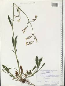 Смолевка поникшая L., Восточная Европа, Центральный район (E4) (Россия)