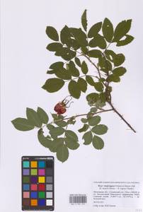 Rosa × majorugosa Palmén & Hämet-Ahti, Восточная Европа, Московская область и Москва (E4a) (Россия)