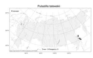 Pulsatilla tatewakii Kudô, Атлас флоры России (FLORUS) (Россия)