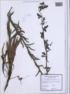 Echium tuberculatum Hoffmanns. & Link, Западная Европа (EUR) (Португалия)