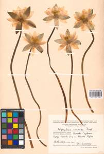 Кувшинка белоснежная C.Presl, Восточная Европа, Московская область и Москва (E4a) (Россия)