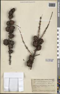 Лиственница сибирская Ledeb., Сибирь, Прибайкалье и Забайкалье (S4) (Россия)