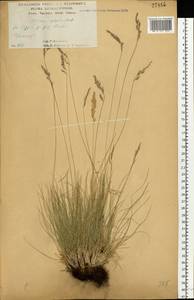 Овсяница валисская, Типчак Schleich. ex Gaudin, Восточная Европа, Центральный лесостепной район (E6) (Россия)