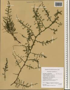 Asparagus acutifolius L., Зарубежная Азия (ASIA) (Кипр)