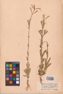 Смолевка клейкая (L.) Pers., Восточная Европа, Нижневолжский район (E9) (Россия)