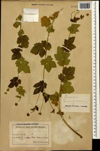 Гравилат городской L., Кавказ, Азербайджан (K6) (Азербайджан)