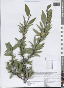 Prunus ledebouriana (Schltdl.) Y.Y.Yao, Сибирь, Западный (Казахстанский) Алтай (S2a) (Казахстан)